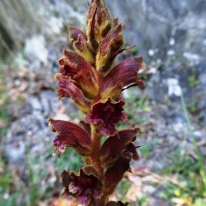 Photographie n°1303443 du taxon Orobanche gracilis Sm. [1798]