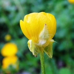 Photographie n°1303659 du taxon Ranunculus bulbosus L. [1753]