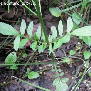  - Valeriana dioica subsp. dioica