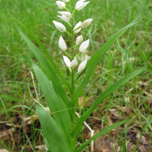 Photographie n°1304810 du taxon Cephalanthera longifolia (L.) Fritsch [1888]