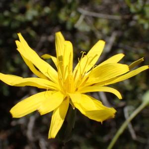 Scorzonera glastifolia Willd. (Scorsonère)