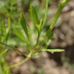 Photographie n°1305093 du taxon Ranunculus arvensis L. [1753]