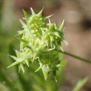 Photographie n°1305095 du taxon Ranunculus arvensis L. [1753]