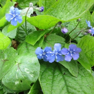 Photographie n°1305115 du taxon Omphalodes verna Moench [1794]