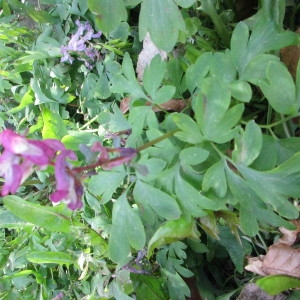 Photographie n°1306091 du taxon Corydalis DC. [1805]