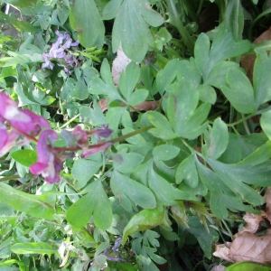 Photographie n°1306092 du taxon Corydalis DC. [1805]