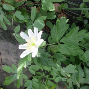 Photographie n°1306094 du taxon Anemone nemorosa L. [1753]