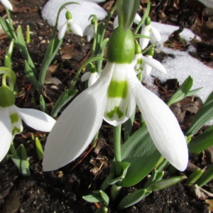 Photographie n°1306756 du taxon Galanthus nivalis L. [1753]