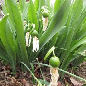 Photographie n°1306757 du taxon Galanthus nivalis L. [1753]