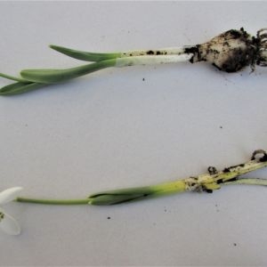 Photographie n°1306758 du taxon Galanthus nivalis L. [1753]