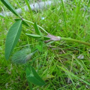 Photographie n°1307626 du taxon Trifolium arvense L. [1753]