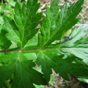 Photographie n°1307887 du taxon Artemisia vulgaris L. [1753]