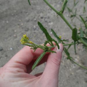 Photographie n°1308047 du taxon Sisymbrium officinale (L.) Scop. [1772]