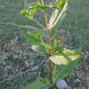 Photographie n°1308748 du taxon Guizotia abyssinica (L.f.) Cass. [1829]