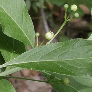 Photographie n°1308816 du taxon Euonymus europaeus L. [1753]