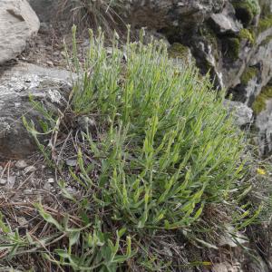 Photographie n°1309002 du taxon Genista sagittalis L.