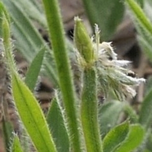 Photographie n°1309011 du taxon Genista sagittalis L.