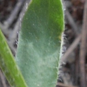 Photographie n°1309023 du taxon Genista sagittalis L.