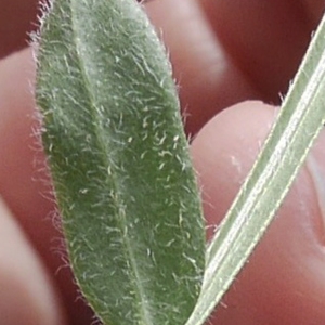 Photographie n°1309027 du taxon Genista sagittalis L.