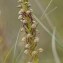  Dominique Robin - Orchis anthropophora (L.) All. [1785]