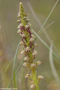 Dominique Robin, le 28 avril 2017 (16480 Chatignac, France (Chez Bertin))