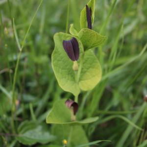 Photographie n°1310927 du taxon Aristolochia rotunda L. [1753]