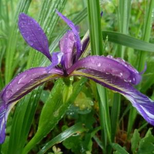 Iris graminea L. (Iris à feuilles de graminée)