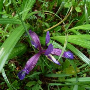 Photographie n°1312649 du taxon Iris graminea L. [1753]