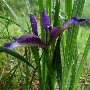 Photographie n°1312713 du taxon Iris graminea L. [1753]