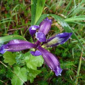 Photographie n°1312723 du taxon Iris graminea L. [1753]