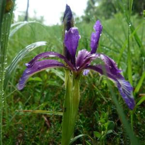 Photographie n°1312729 du taxon Iris graminea L. [1753]