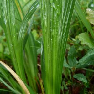 Photographie n°1312819 du taxon Iris graminea L. [1753]