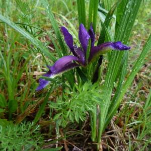 Photographie n°1312824 du taxon Iris graminea L. [1753]