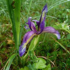 Photographie n°1312825 du taxon Iris graminea L. [1753]