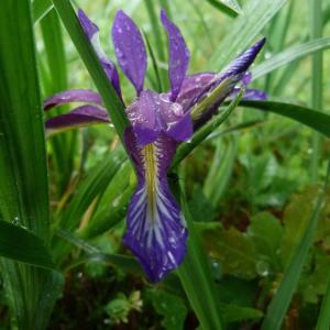 Photographie n°1312911 du taxon Iris graminea L. [1753]