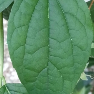 Photographie n°1313017 du taxon Philadelphus coronarius L. [1753]