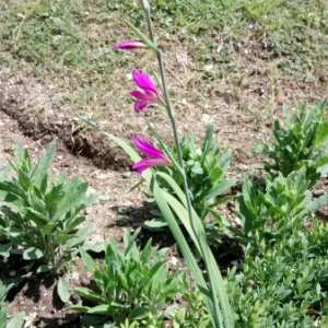 Photographie n°1313024 du taxon Gladiolus italicus Mill. [1768]