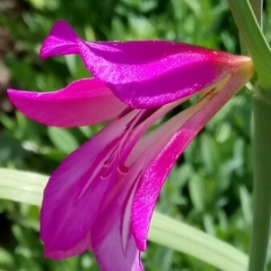 Photographie n°1313025 du taxon Gladiolus italicus Mill. [1768]