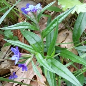 Photographie n°1313063 du taxon Buglossoides purpurocaerulea (L.) I.M.Johnst. [1954]