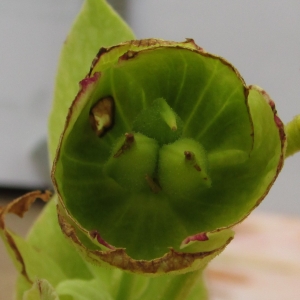 Photographie n°1313257 du taxon Helleborus foetidus L. [1753]