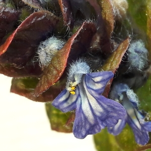 Photographie n°1313952 du taxon Ajuga reptans L. [1753]