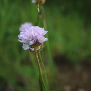 Photographie n°1314158 du taxon Armeria (DC.) Willd. [1809]