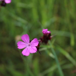 Photographie n°1314487 du taxon Dianthus carthusianorum L. [1753]