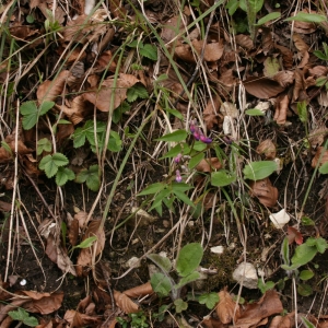 Photographie n°1314495 du taxon Lathyrus vernus (L.) Bernh. [1800]