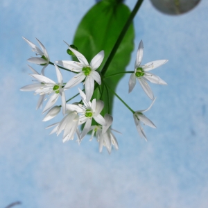 Photographie n°1315022 du taxon Allium ursinum L. [1753]