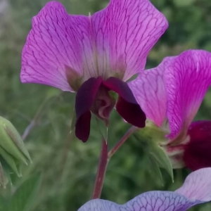 Photographie n°1318919 du taxon Lathyrus oleraceus var. arvense (L.) H.Schaef., Coulot & Rabaute [2016]