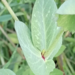 Photographie n°1318920 du taxon Lathyrus oleraceus var. arvense (L.) H.Schaef., Coulot & Rabaute [2016]