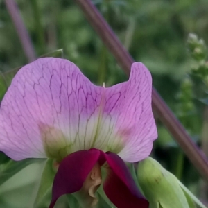 Photographie n°1318922 du taxon Lathyrus oleraceus var. arvense (L.) H.Schaef., Coulot & Rabaute [2016]