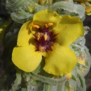 Verbascum bicolor Badaro (Molène de Boerhaave)