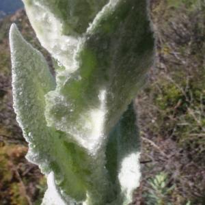 Photographie n°1321116 du taxon Verbascum boerhavii L. [1767]